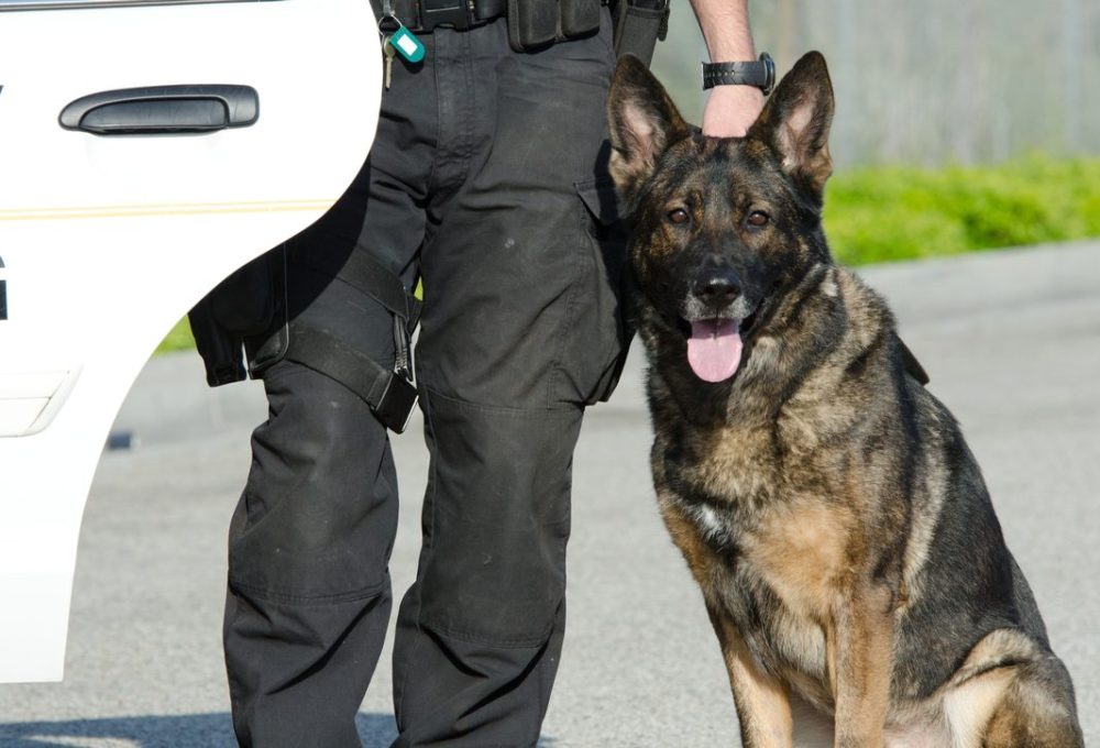 A security officer is standing next to a german shepherd dog.